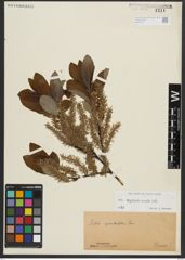 Foto von Salix appendiculata Vill.